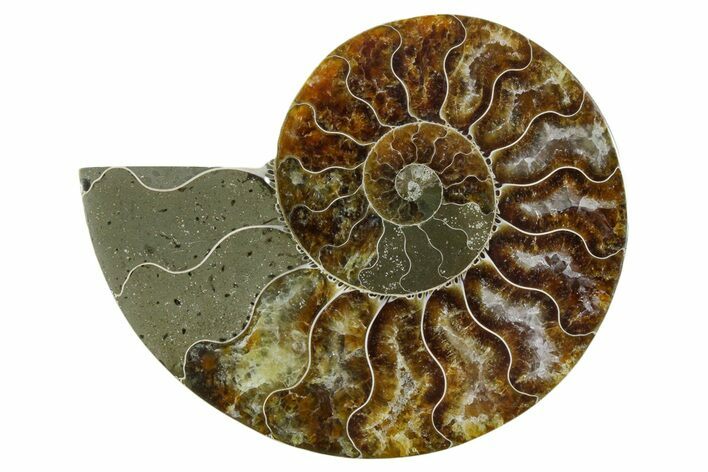 Cut & Polished Ammonite Fossil (Half) - Madagascar #354185